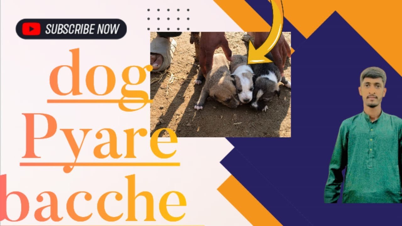 dog-ke-pyare-pyare-bacche-youtube