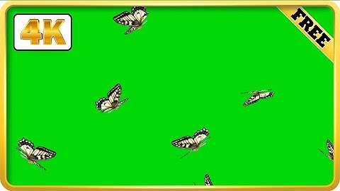 Butterfly flying green screen effect video loops | Royalty-free background video | Free 4k download
