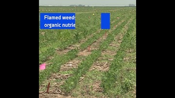 Organic Farming Made Possible by Flame Weeding