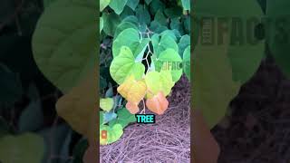 Why Gardeners in Canada and the U.S. Love This Color-Changing Tree