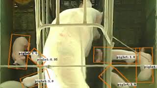 Localizing piglets in pig farm with oriented bounding box