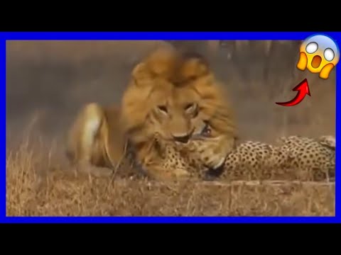 León caza y mata a un guepardo