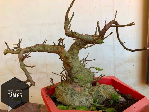 Video: Vì lý do gì mà lá ficus rơi