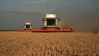 Harvesting Winter Wheat in Lincolnshire