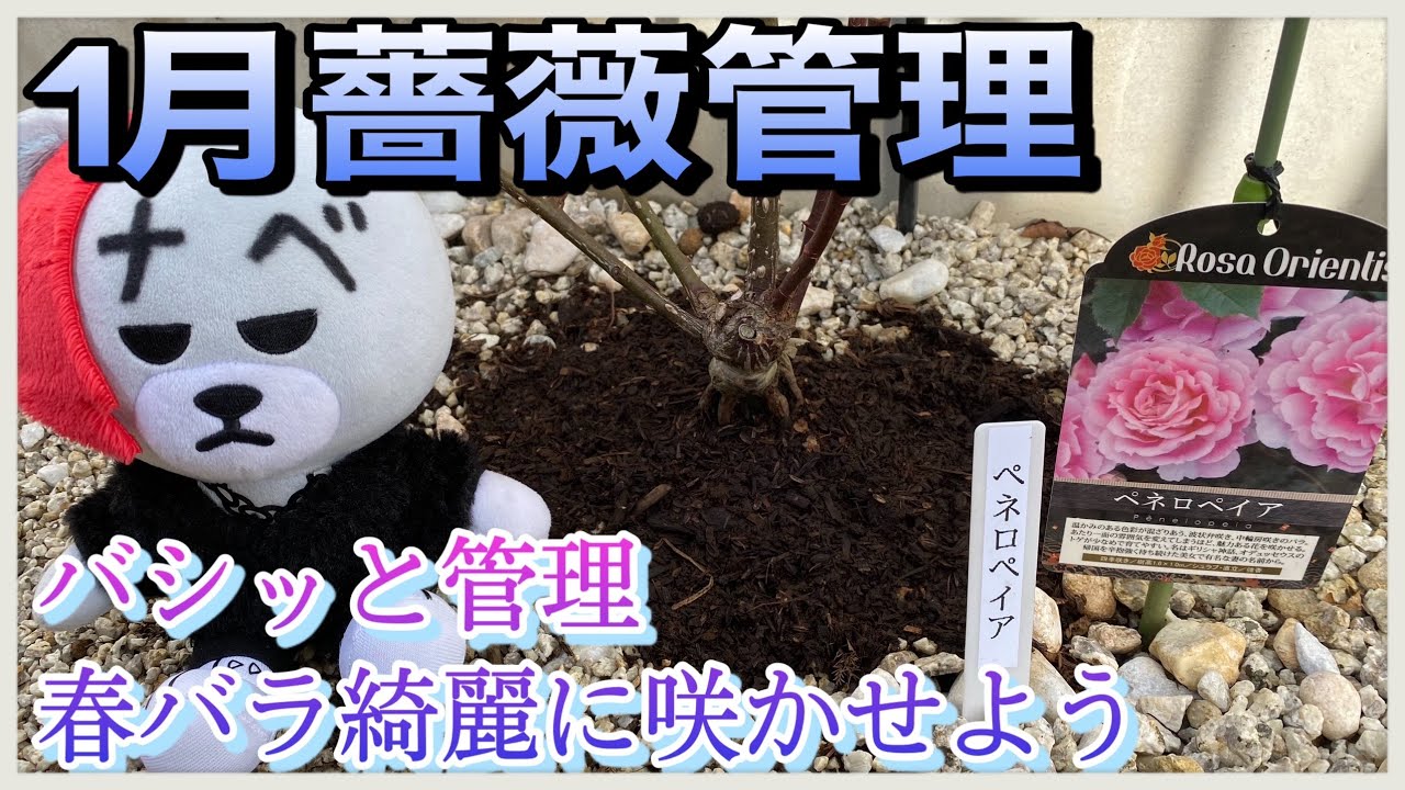 薔薇の枝に異変が 白い粉が沢山ついてますけど Youtube