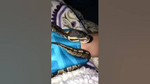 Baby Ball Python Yawning