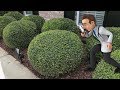 Trimming Round Ball Bushes