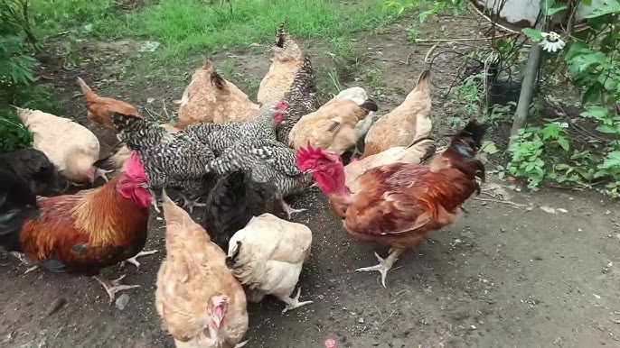 Poultry Farming in Tanzania