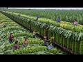 The 2026 Harvest Rush 💥 How They’re Collecting Millions of Tons of Fruits and Veggies