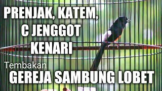 Murai Batu Gacor Full Isian Tembakan Mewah Gereja Sambung Lovebird Kenari Kapas Tembak Prenjak Dll