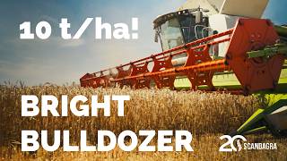 10t/ha BULLDOZER ir BRIGHT derlius iš Algio Jankeliūno ūkio!