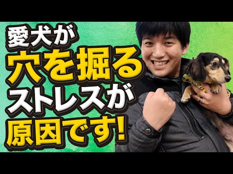 犬の穴掘り、原因を特定して解決する完全ガイド