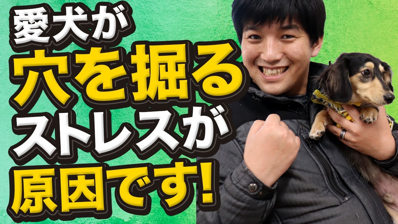 ワンちゃんが庭に穴を掘るのはストレスが原因かも Youtube