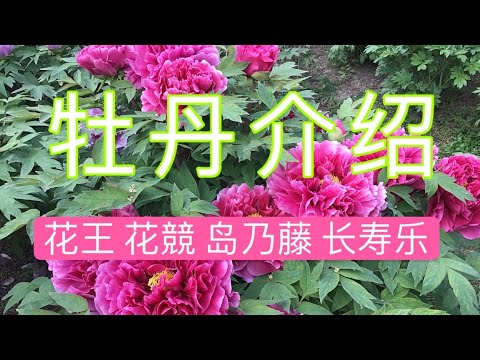 青石话牡丹芍药 牡丹品种介绍：花王 花競 岛乃藤 長寿乐 Tree Peony: Kaoh, Hanakisoi, Shimanofuji,  Shimane Choujuraku