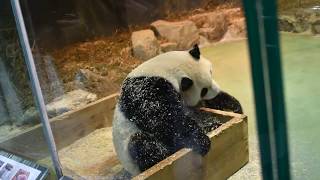 1080309圓仔滾花生粉 1
