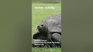 Turtles radioactive shells