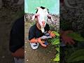 kambing lucu #trendingshorts
