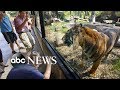 Sanjiv the tiger attacks zookeeper