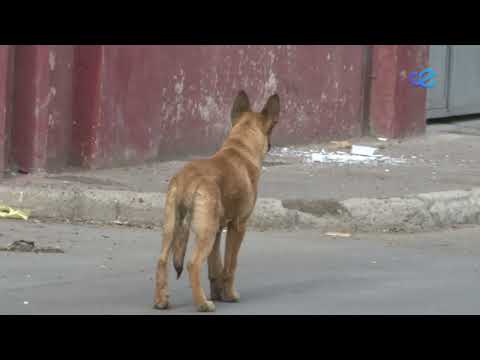 El 28 de septiembre, Día Mundial contra la Rabia