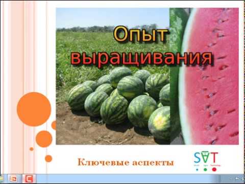 Арбуз - главные ошибки при выращивании. Опыт выращивания арбуза. Главные сложности при выращивании