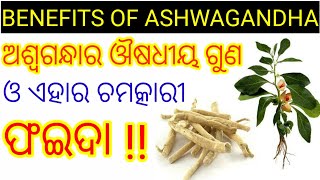 Benefits of ashwagandha in odia, Ashwagandha ra upakarita,Odia health tips on ashwagandha,Healthtips screenshot 1