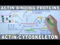 Accessory Proteins of Actin Cytoskeleton | Actin Binding Proteins