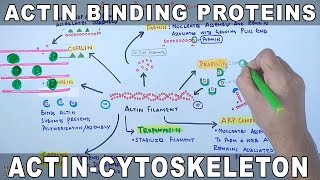 Accessory Proteins of Actin Cytoskeleton | Actin Binding Proteins