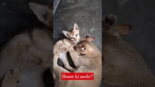 tillu n baby #viral #cat #shortvideos