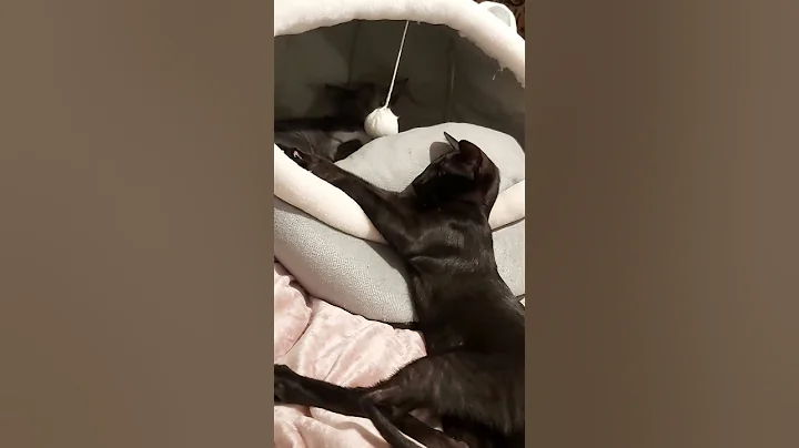 Watch the video about #scarlettdepp #orientalkittens #josie #galina #emerald #dior #leonardo ORIENTAL KITTENS PLAYING