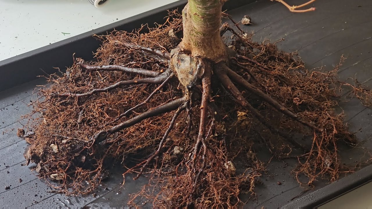 Repotting a young  japanese maple with an ugly rootbase.