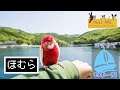 【リアルRPG 海賊編９】ほむらのその後について【静岡県(大瀬〜御前崎)】