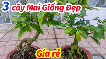 26/3. BÁN MAI CÚC THỌ HƯƠNG, CÚC TƯ LÒNG, CÚC KHÔNG NHỊ GIÁ RẤT RẺ 0902074660