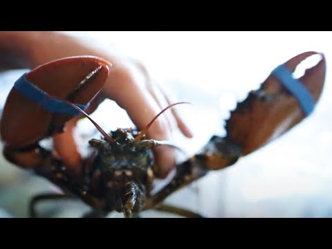 Vidéo: Meilleur homard pas cher dans le Maine
