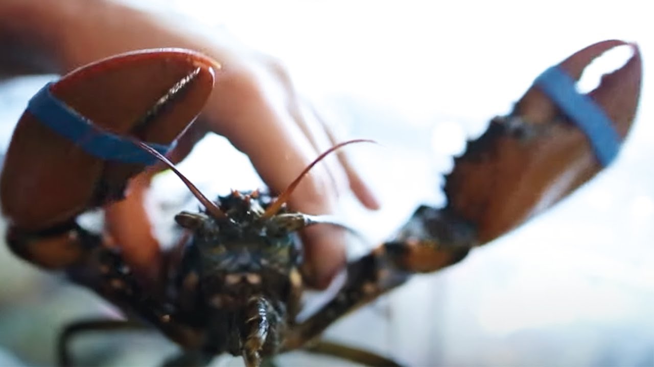 Homard, un crustacé qui vaut de l'or