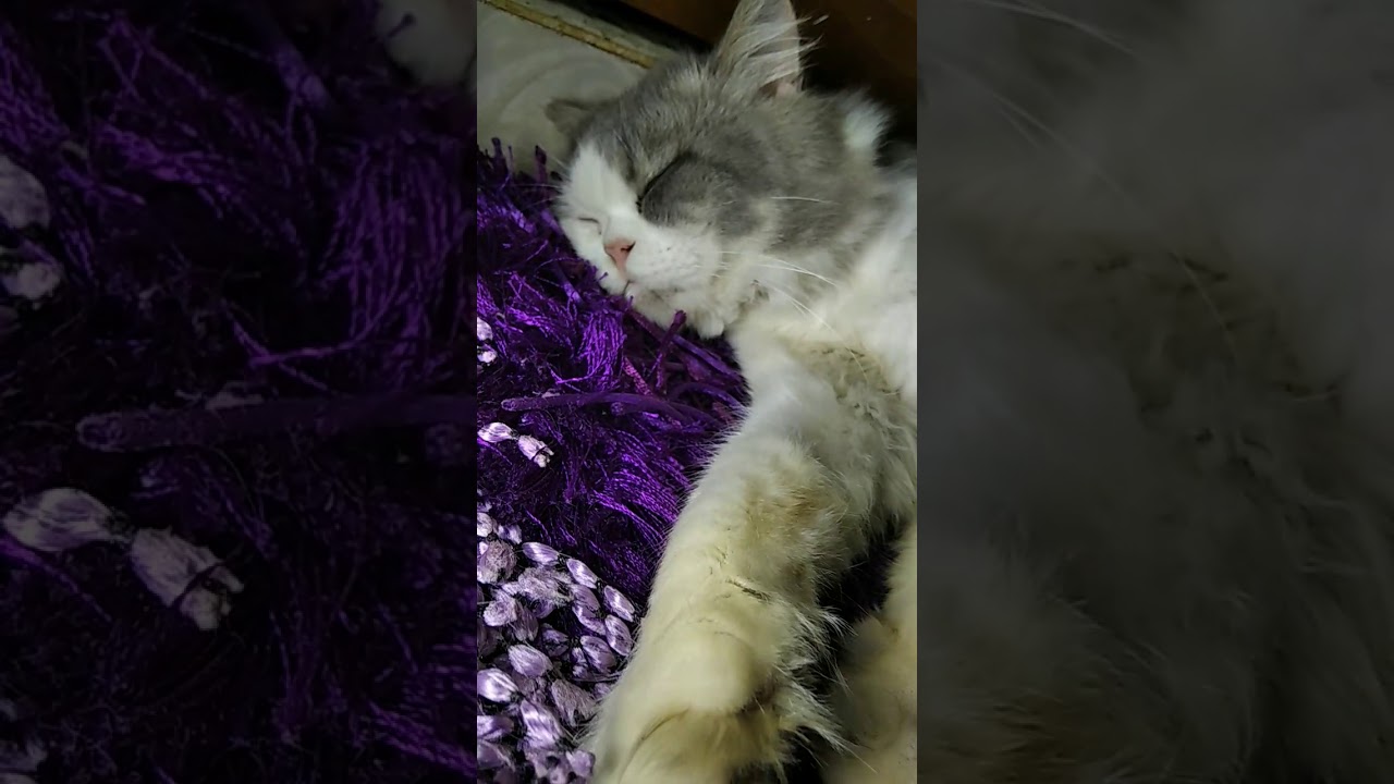 Download Persian cat sleeping 😴😴#mallu#sayeduz#sleep