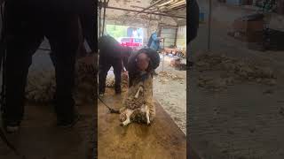 Always start in the right place 🐑