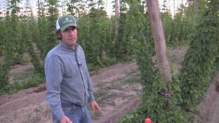 Hops TV, Episode 4: How we irrigate at Puterbaugh Farms