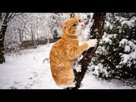 This Is Your Daily Dose of Cats Day 56
