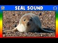 🦭 SEAL SOUND - SEAL SOUND EFFECT - SOUND OF SEAL - NOISE OF SEAL