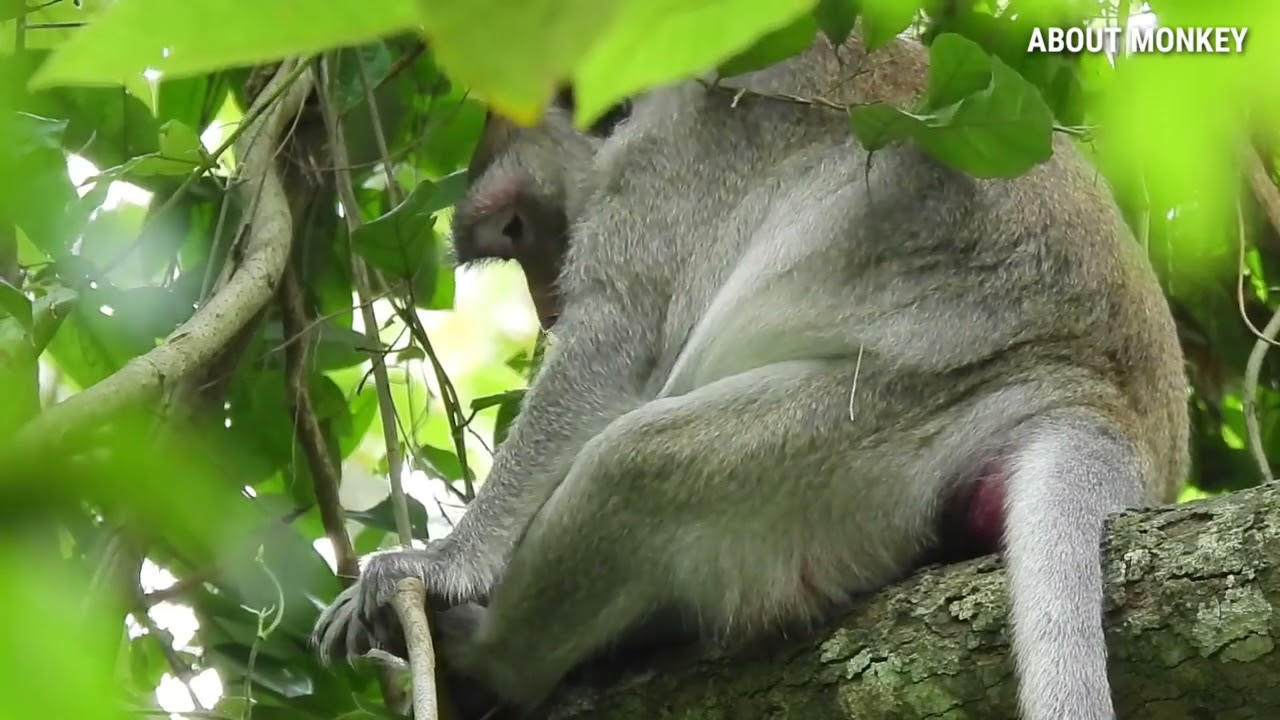 Monkey Jane Need More Place Quiet