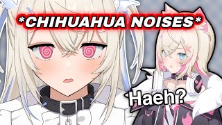 *Im not a Chihuahua, Im Fuwawa*  ALSO FUWAWA: