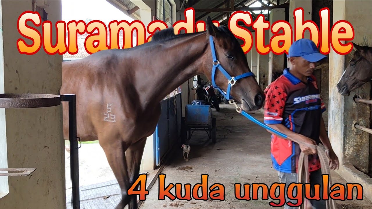 SURAMADU STABLE SIAPKAN 4 KUDA UNTUK TRIPLE CROWN SERI I TAHUN INI 