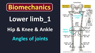 Biomechanics of lower limb LEC_1 screenshot 4