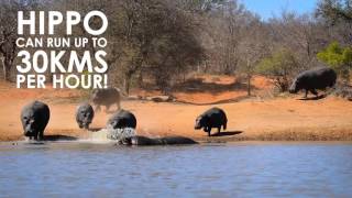 Hippo's top speed faster than average human!