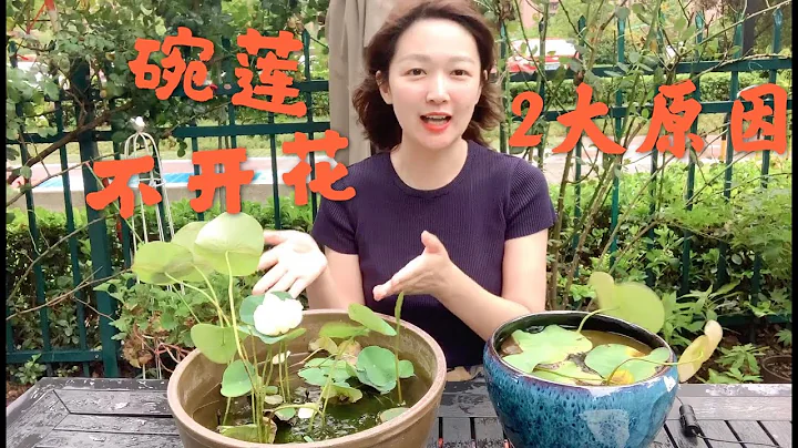 夏天碗莲不开花，主要就是2个原因，附赠1个小技巧 - 天天要闻