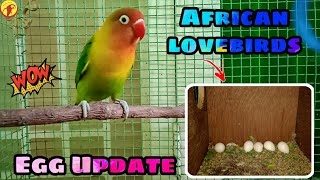 African lovebirds egg update in Tamil |Ben Birds World