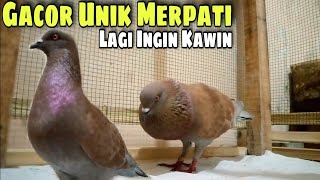 BEKUR GACOR BURUNG MERPATI SUARA UNIK LAGI INGIN KAWIN | JEJAK MERPATI