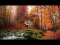 Cozy forest ambience in Autumn with water sounds and birds chirping