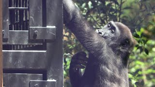 Little gorilla Kintaro sticking to the keeper area. Date taken: 2024.5.10 by きょうのゴリラ Gorilla today 856 views 4 days ago 18 minutes