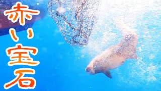【水中映像】赤い宝石を釣りました【もりもりさんに大漁旗をプレゼント 後編】